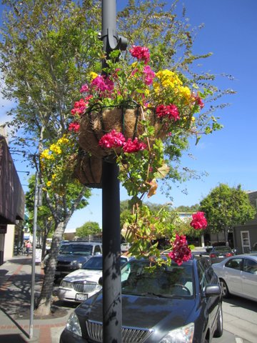 Laurel Street Flowers